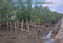 Bangunan Liar Di Jalan Lingkar Kian Menjamur Dan Mengancam Kelestarian Mangrove, Pemkab Nunukan Bentuk Tim Khusus